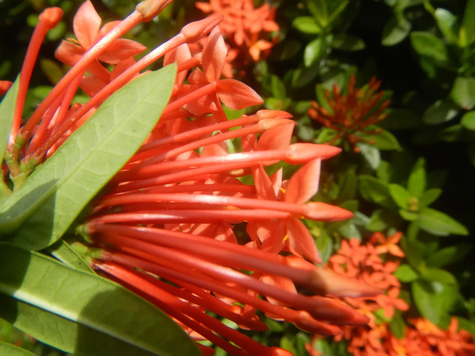 Flame Of The Woods (Ixora Coccinea) — it can surge up to 12 feet.<br><br>Regular pruning can maintain desired shapes and sizes; is a vibrant, image 91