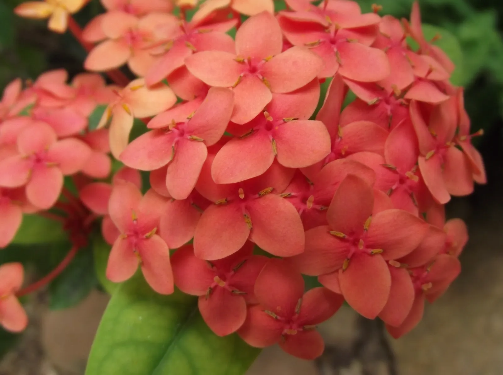 Flame Of The Woods (Ixora Coccinea) — With a mature size of up to 6 feet tall and 5 feet wide, it's ideal for hedges or as a focal plant; commonly, image 99