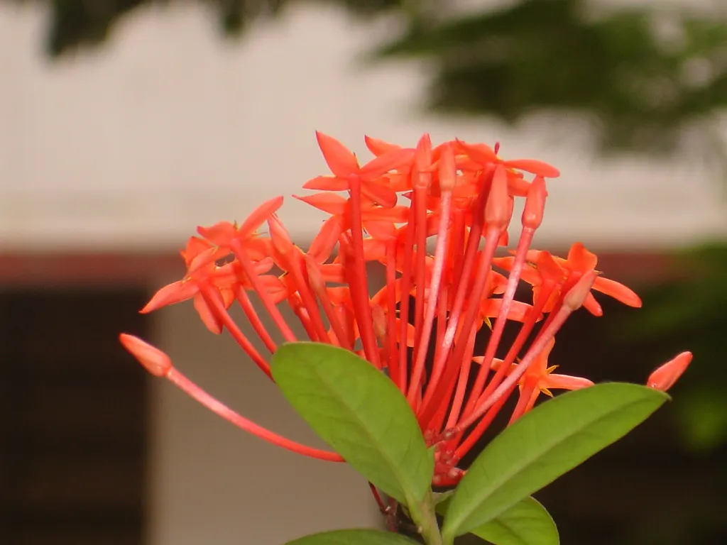 Flame Of The Woods (Ixora Coccinea) — making Ixora coccinea well-suited for hedges or as a standout specimen plant; but in perfect growing conditions