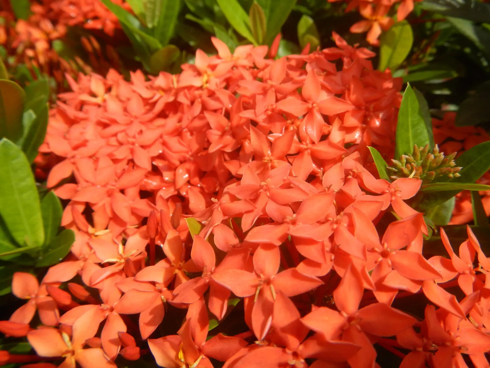 Flame Of The Woods (Ixora Coccinea) — each flower cluster can reach a width of 2 to 5 inches and consists of tiny, image 48