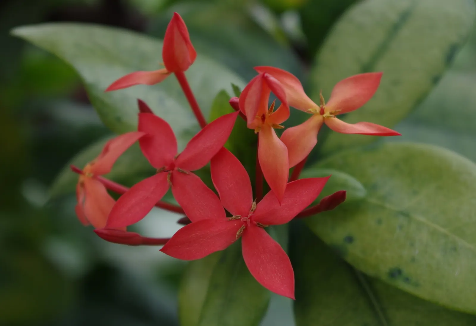 Flame Of The Woods (Ixora Coccinea) — With a mature size of up to 6 feet tall and 5 feet wide, it's ideal for hedges or as a focal plant; commonly referred to