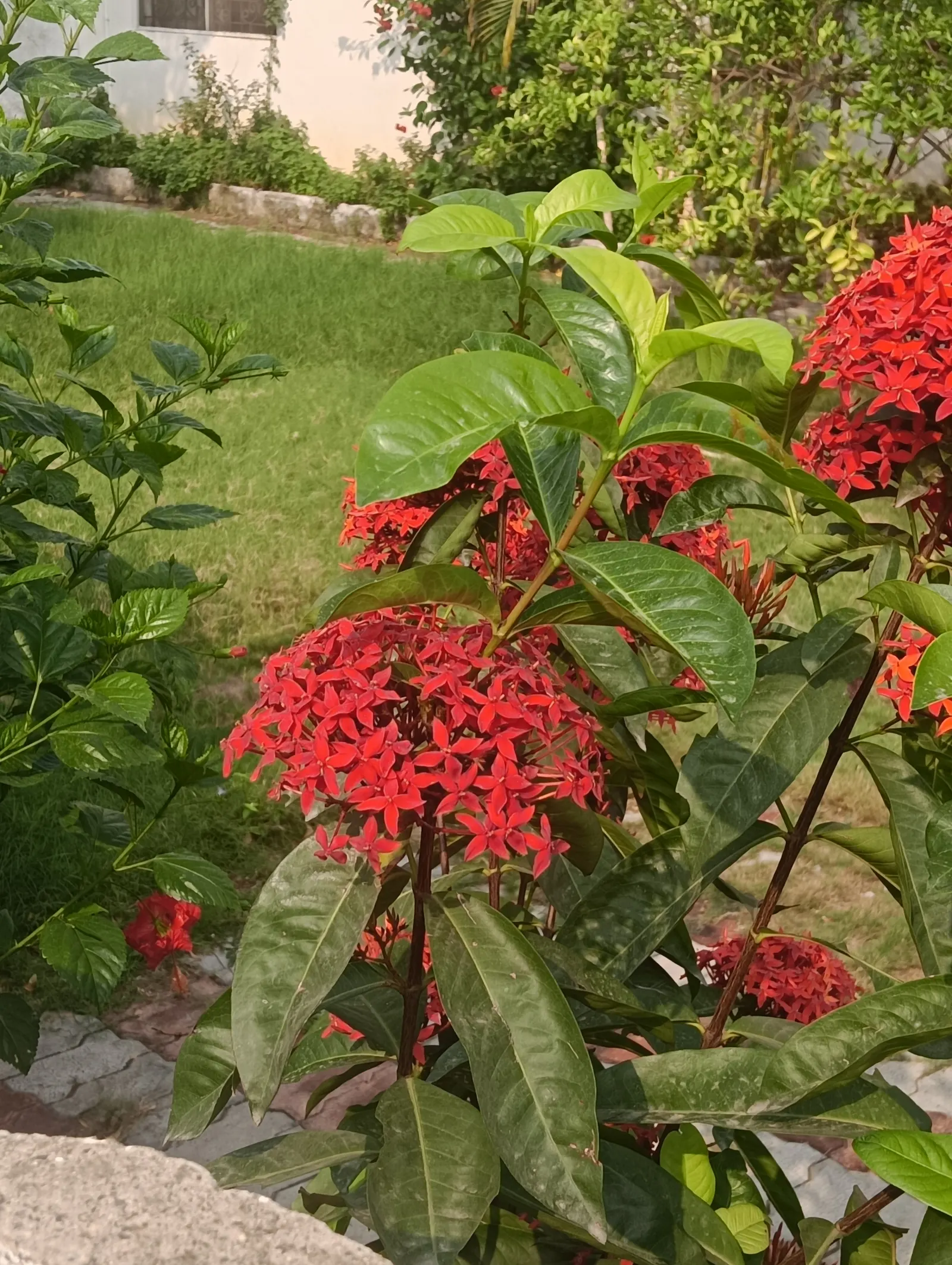 Flame Of The Woods (Ixora Coccinea) — commonly referred to as Flame of the Woods or Jungle Geranium; commonly known as Flame of the Woods, image 82