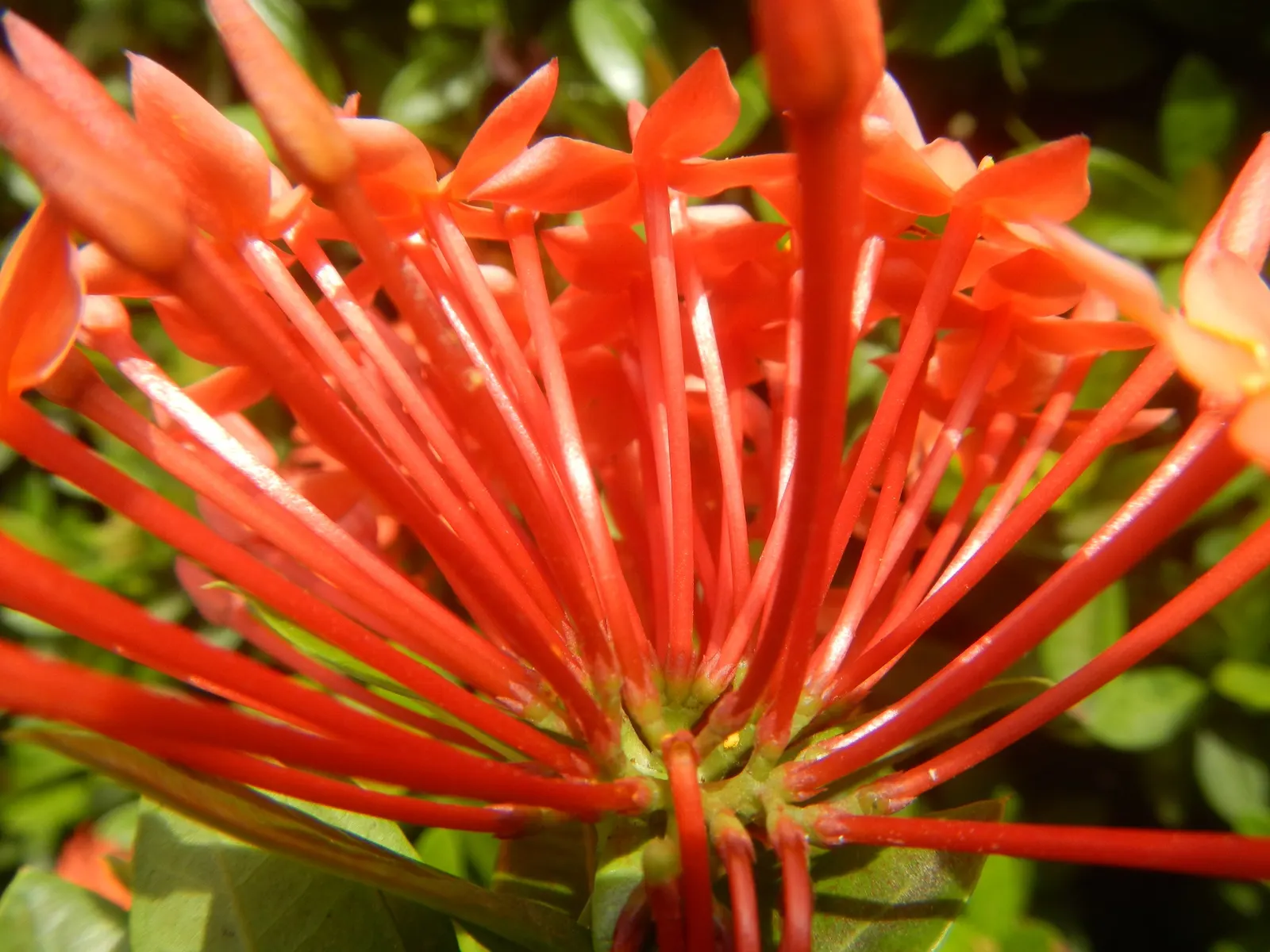 Flame Of The Woods (Ixora Coccinea) — It typically reaches a height and spread of 4 to 6 feet; regular watering is necessary, but the roots should, image 146