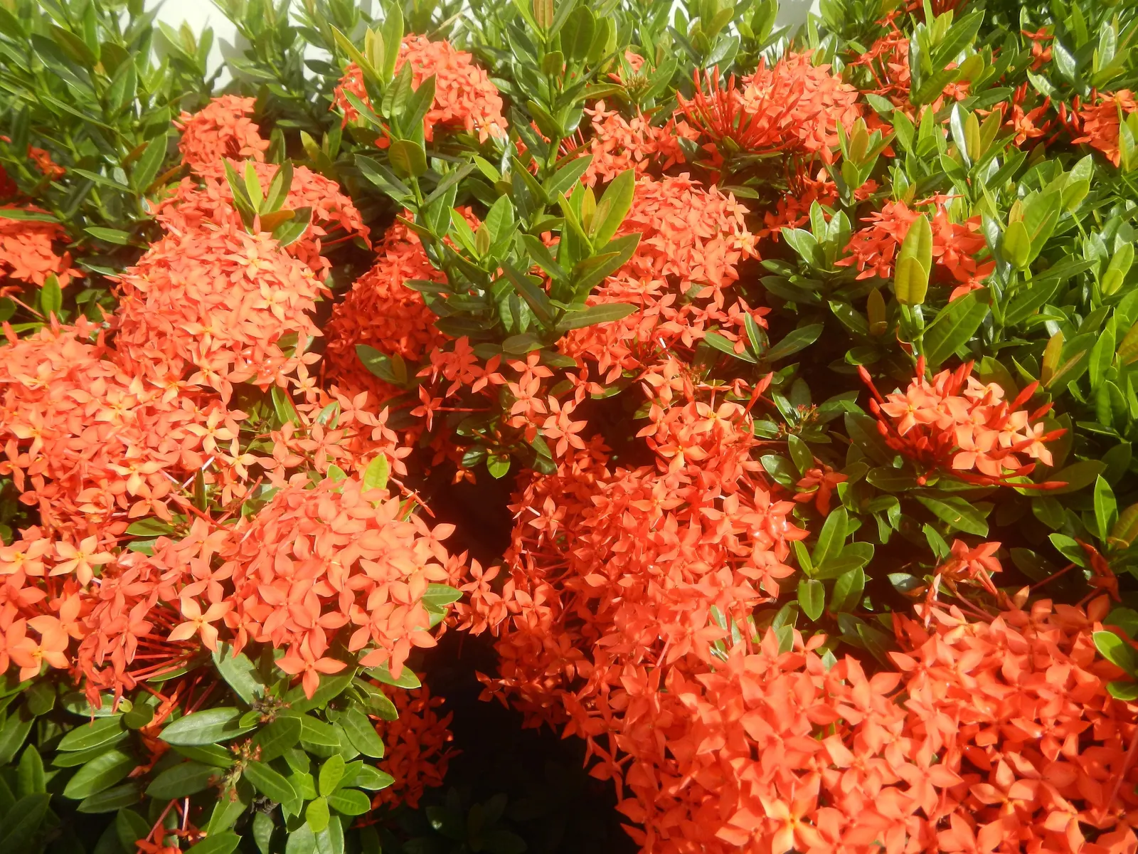 Flame Of The Woods (Ixora Coccinea) — or yellow flower clusters which bloom throughout the year but are most abundant from late spring to early, image 47