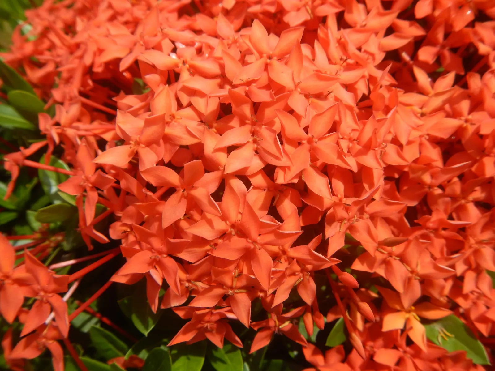 Flame Of The Woods (Ixora Coccinea) — commonly known as Flame of the Woods