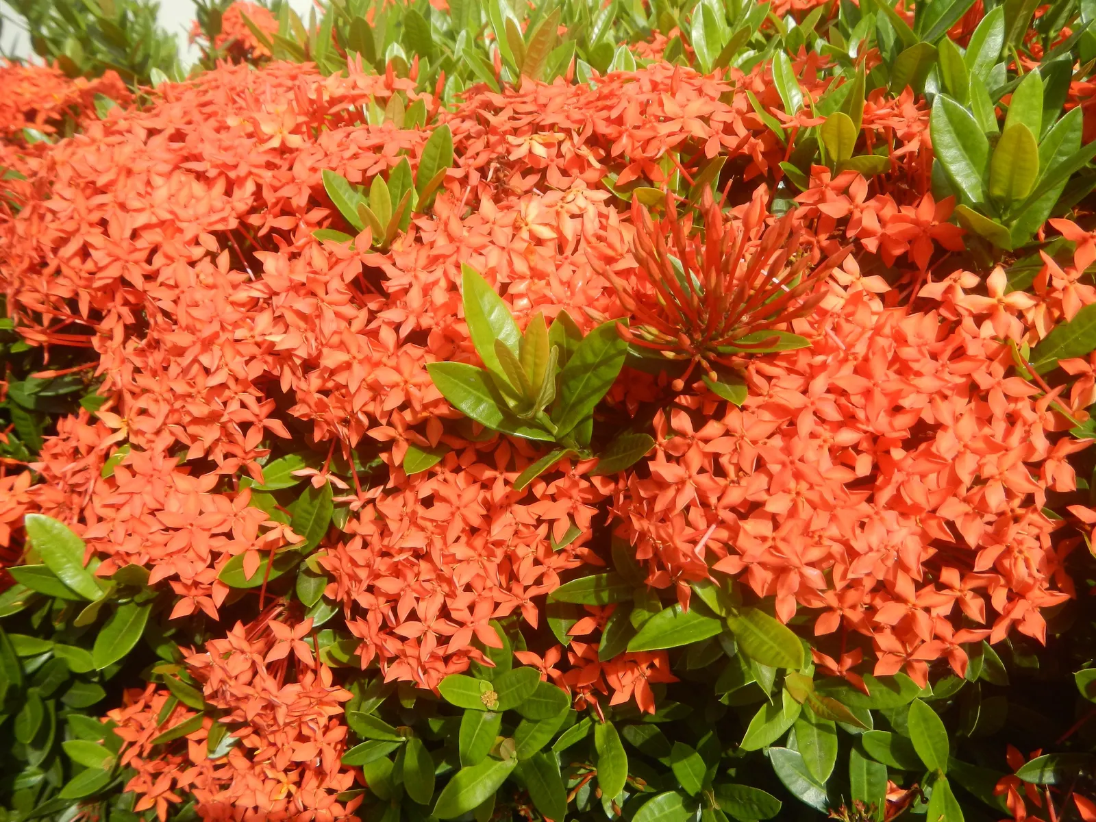 Flame Of The Woods (Ixora Coccinea) — Regular watering is necessary, but the roots should not sit in water to prevent root rot; requires regular, image 126