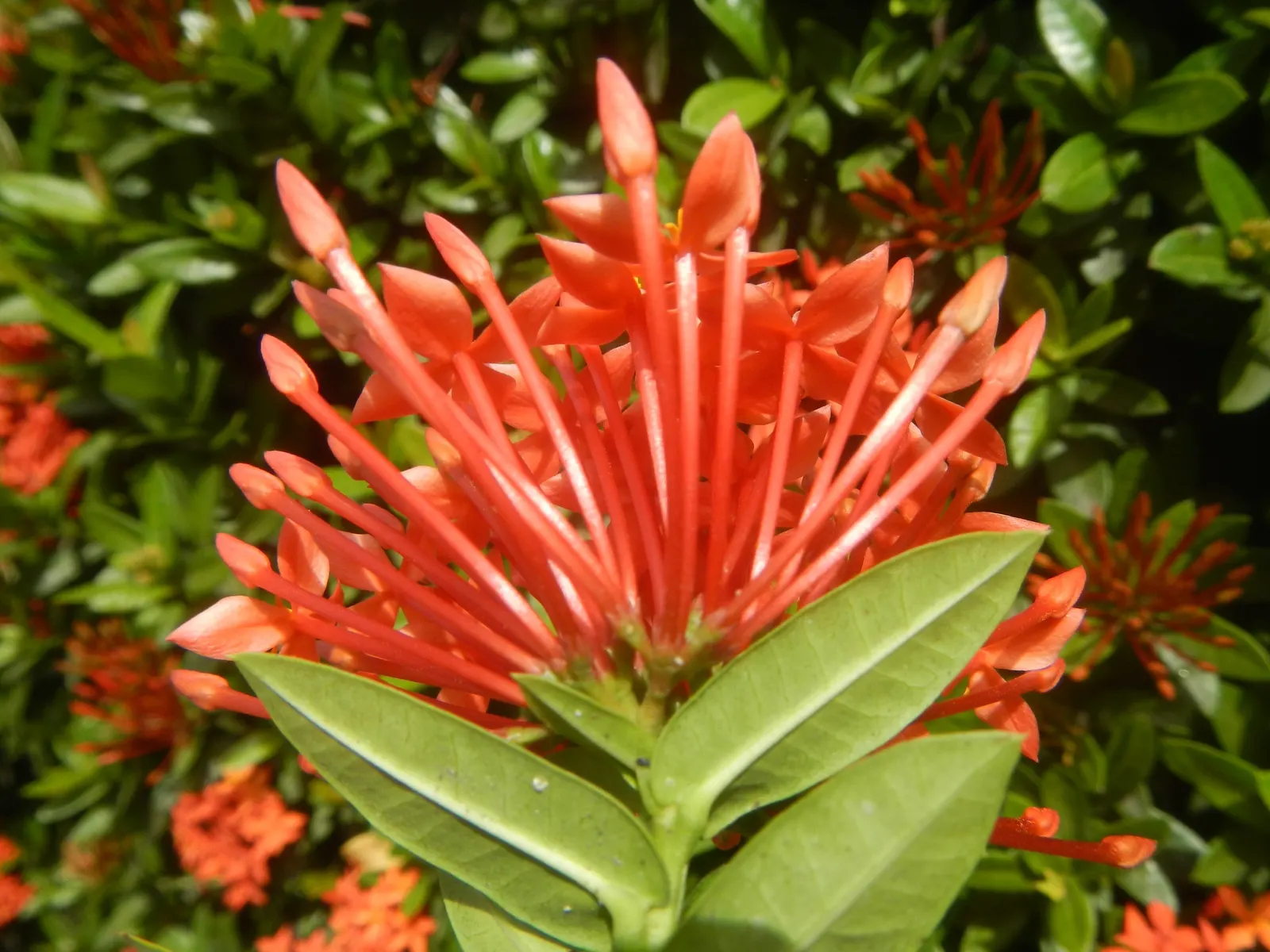 Flame Of The Woods (Ixora Coccinea) — With a mature size of up to 6 feet tall and 5 feet wide, it's ideal for hedges or as a focal plant; commonly, image 61