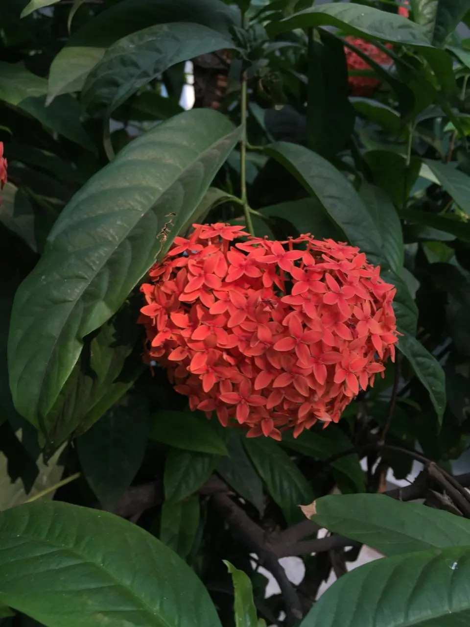 Flame Of The Woods (Ixora Coccinea) — It typically reaches a height and spread of 4 to 6 feet; regular watering is necessary, but the roots should, image 89