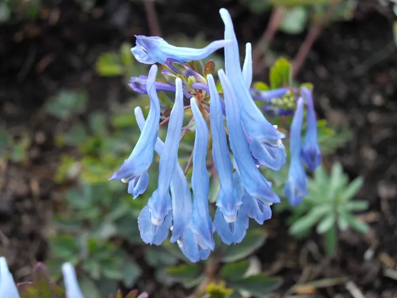 China Blue Fumewort (Corydalis Flexuosa 'China Blue') — China Blue Fumewort adds a vibrant splash of color to shaded areas