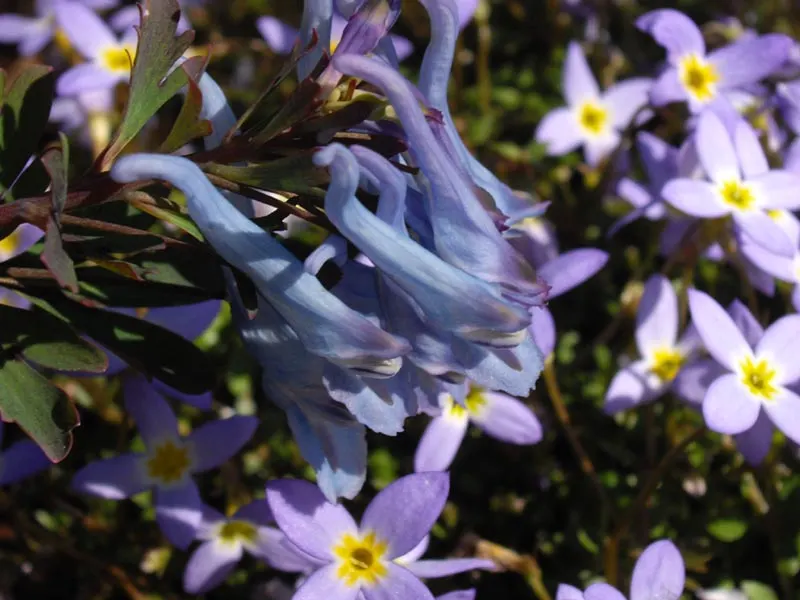 China Blue Fumewort (Corydalis Flexuosa 'China Blue') — This plant reaches up to 12 inches in height and spreads 18 inches