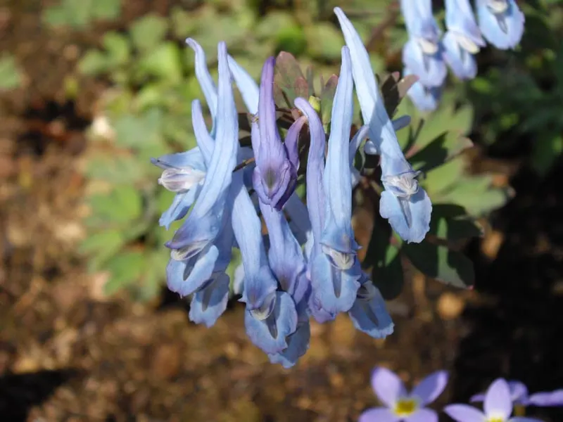China Blue Fumewort (Corydalis Flexuosa 'China Blue') — true blue flowers and fern-like foliage