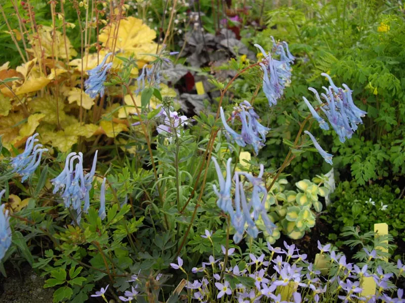 China Blue Fumewort (Corydalis Flexuosa 'China Blue') — blooming profusely from spring to early summer