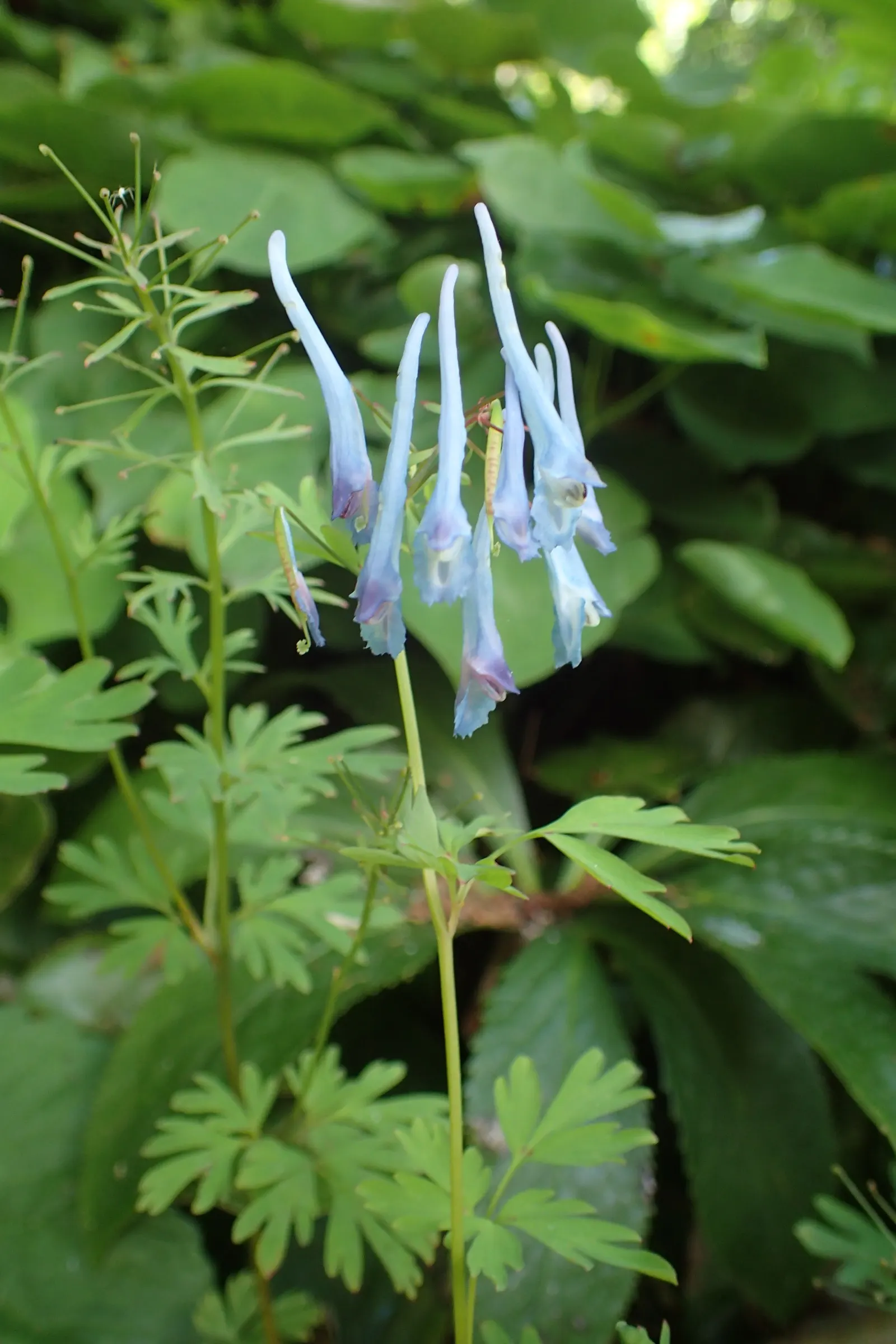 China Blue Fumewort (Corydalis Flexuosa 'China Blue') — commonly known as China Blue Fumewort