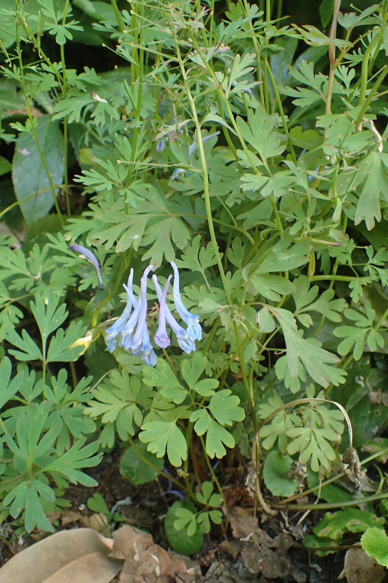 China Blue Fumewort (Corydalis Flexuosa 'China Blue') — It thrives in moist, well-drained soil and prefers shady conditions, making it ideal for woodland