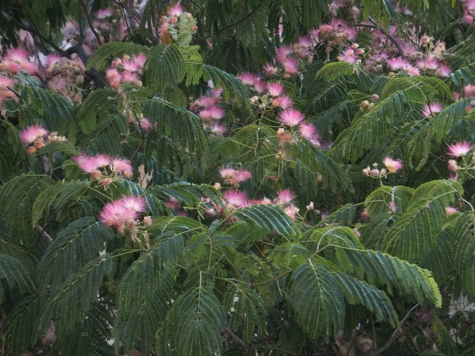 Silk Tree (Albizia Julibrissin) — this deciduous tree often graces landscapes with its broad; this deciduous tree grows swiftly to a height of 20-35 feet with