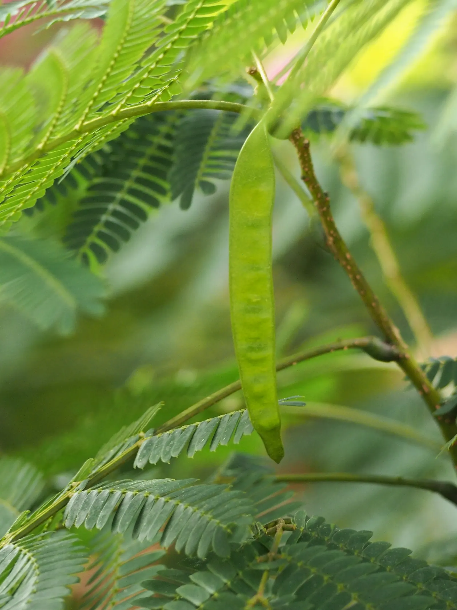 Silk Tree (Albizia Julibrissin) — Throughout the summer months, visitors will be enchanted by its fluffy, sweet-scented inflorescences
