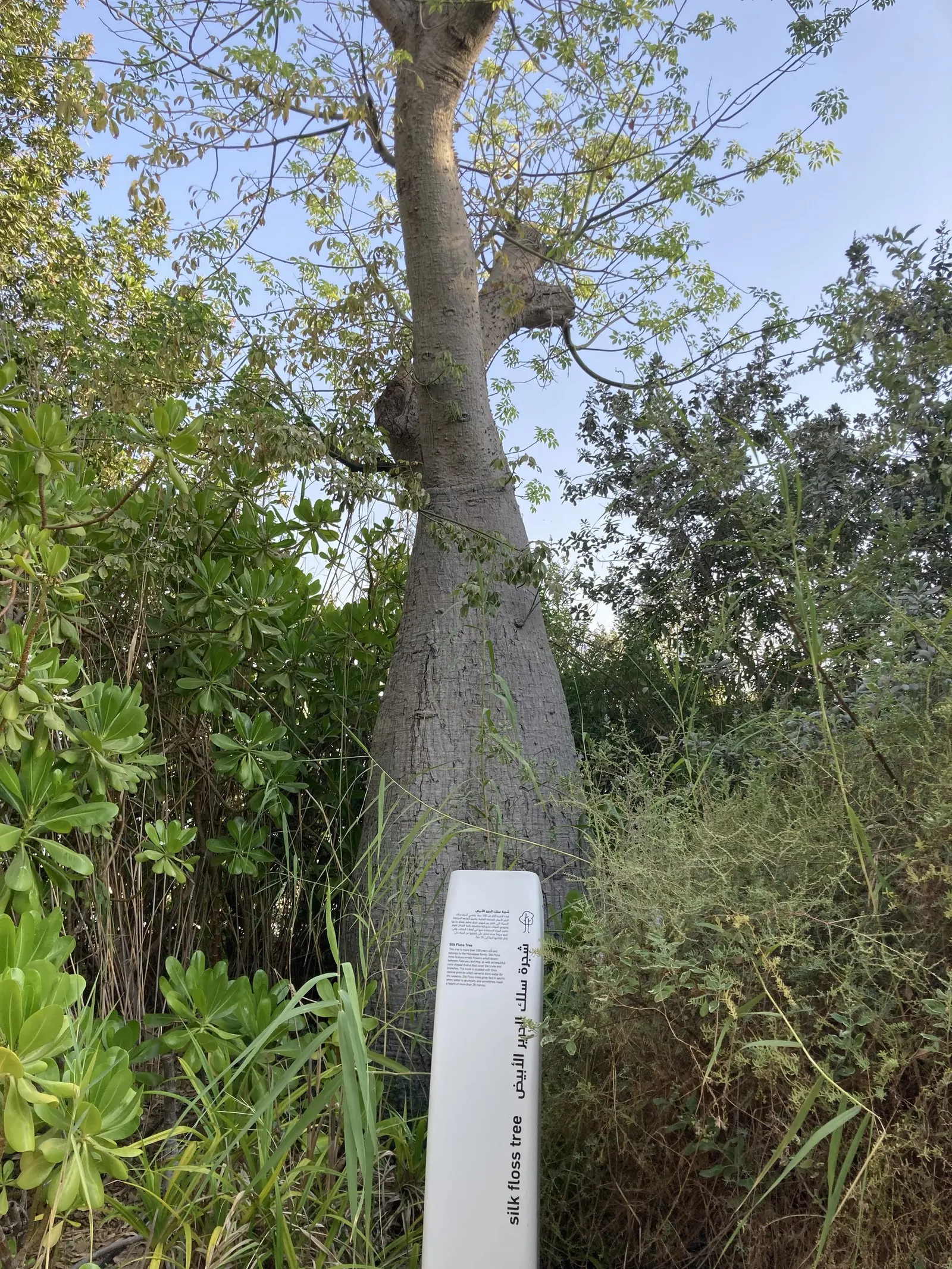 Silk Tree (Albizia Julibrissin) — zones 6-9, it thrives in full sun and well-drained soil; making it an attractive and low-maintenance option for, image 91