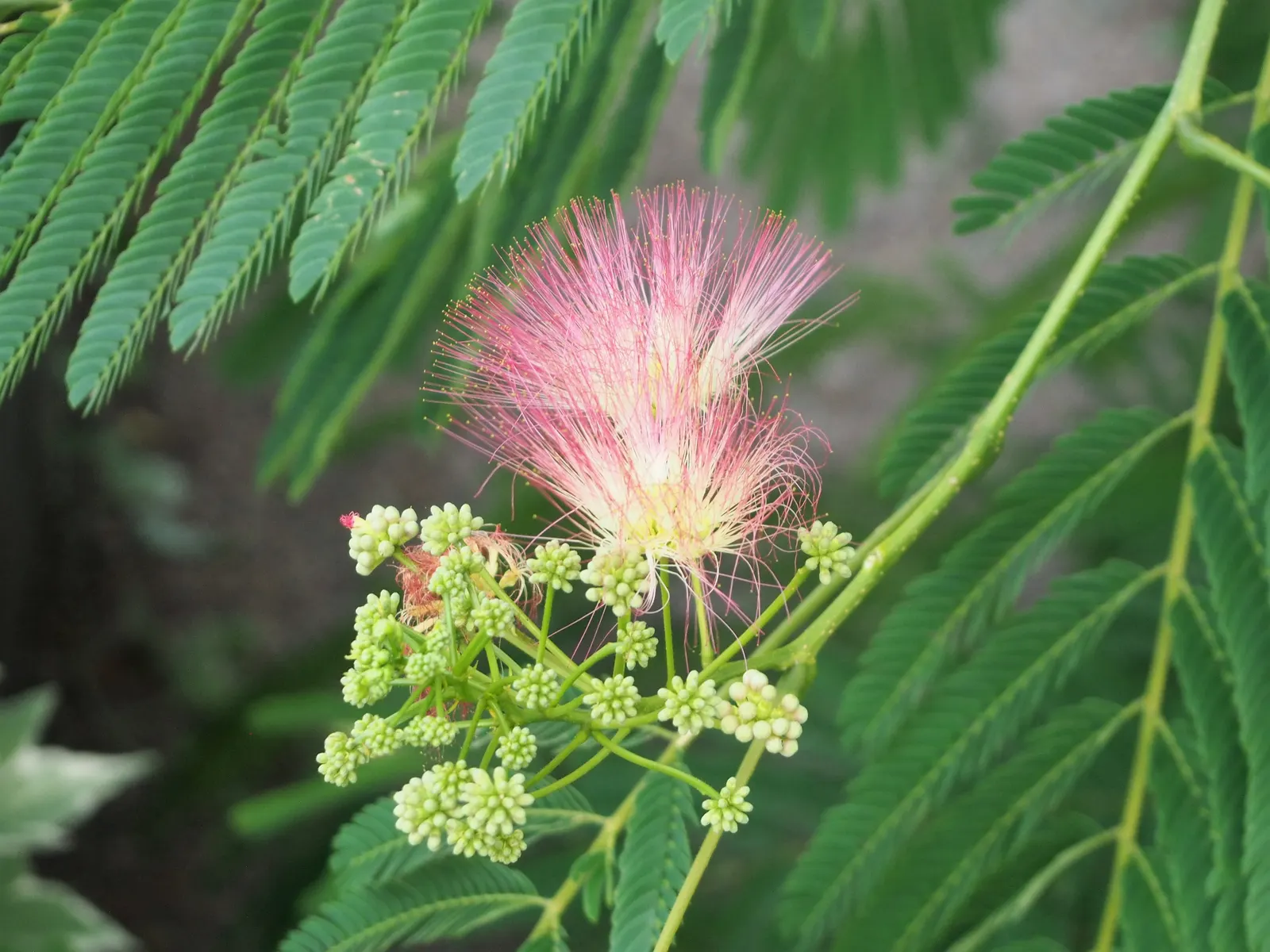 Silk Tree (Albizia Julibrissin) — Its quick growth and unique texture add a tropical flair to temperate landscapes; zones 6-9, it thrives in full sun and