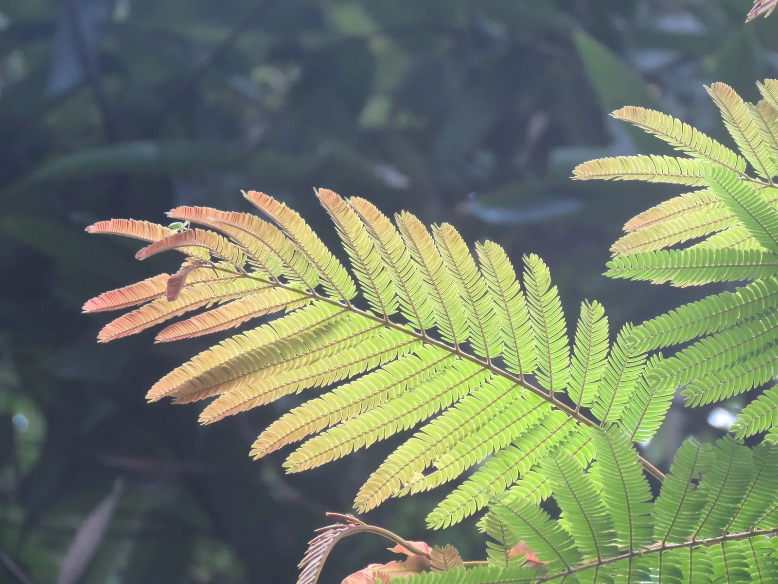 Silk Tree (Albizia Julibrissin) — feathery leaves and showy pink; its quick growth and unique texture add a tropical flair to temperate landscapes, image 89
