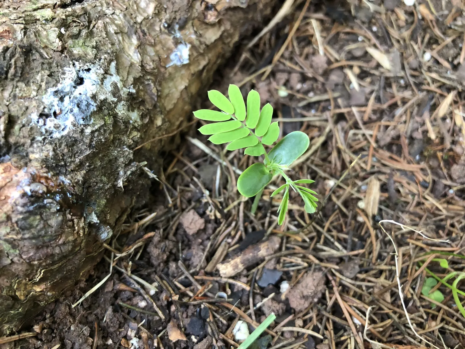 Silk Tree (Albizia Julibrissin) — making it an attractive and low-maintenance option for gardeners seeking immediate impact; an adaptation referred, image 106