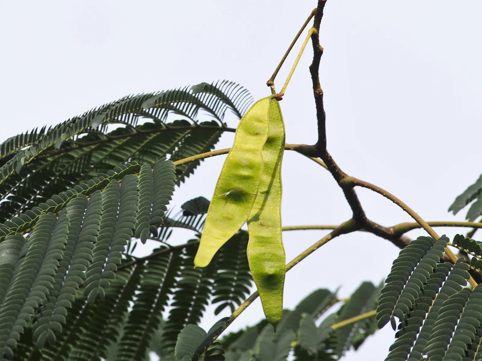 Silk Tree (Albizia Julibrissin) — Each pinnate flower cluster spans roughly 5 to 6 inches across