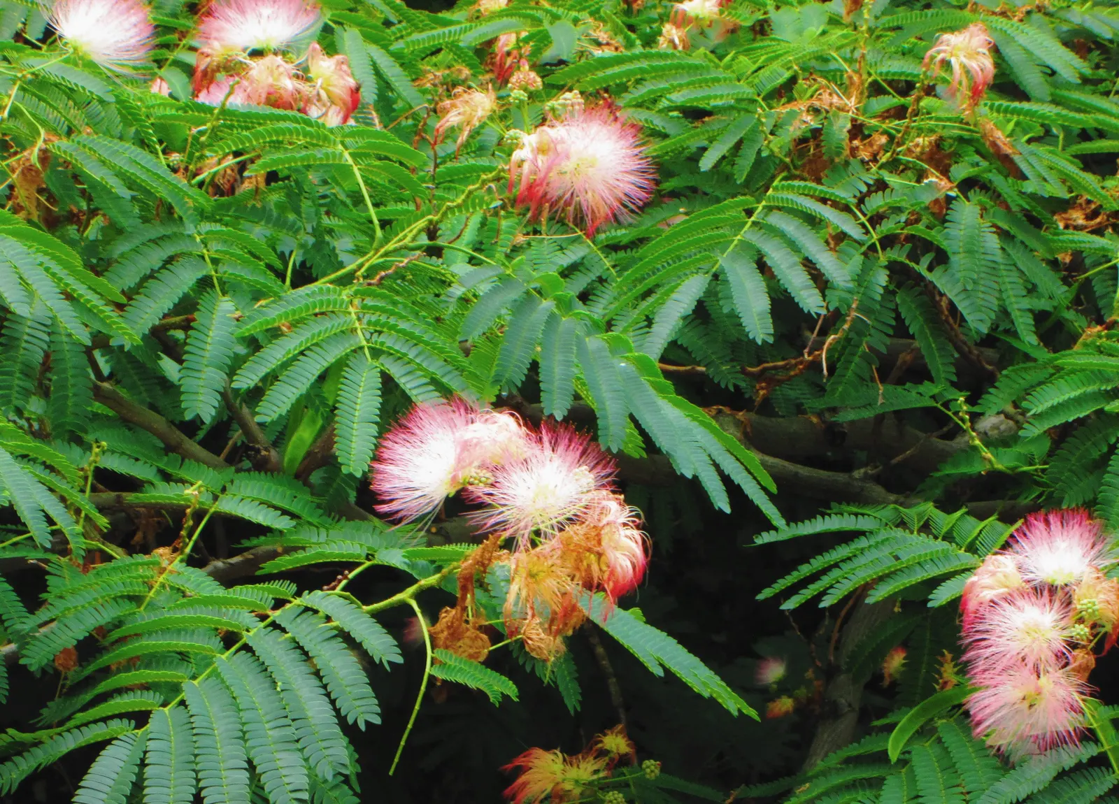 Silk Tree (Albizia Julibrissin) — The tree typically reaches a moderate height of 15 to 25 feet; it demands well-drained soil conditions but can, image 97