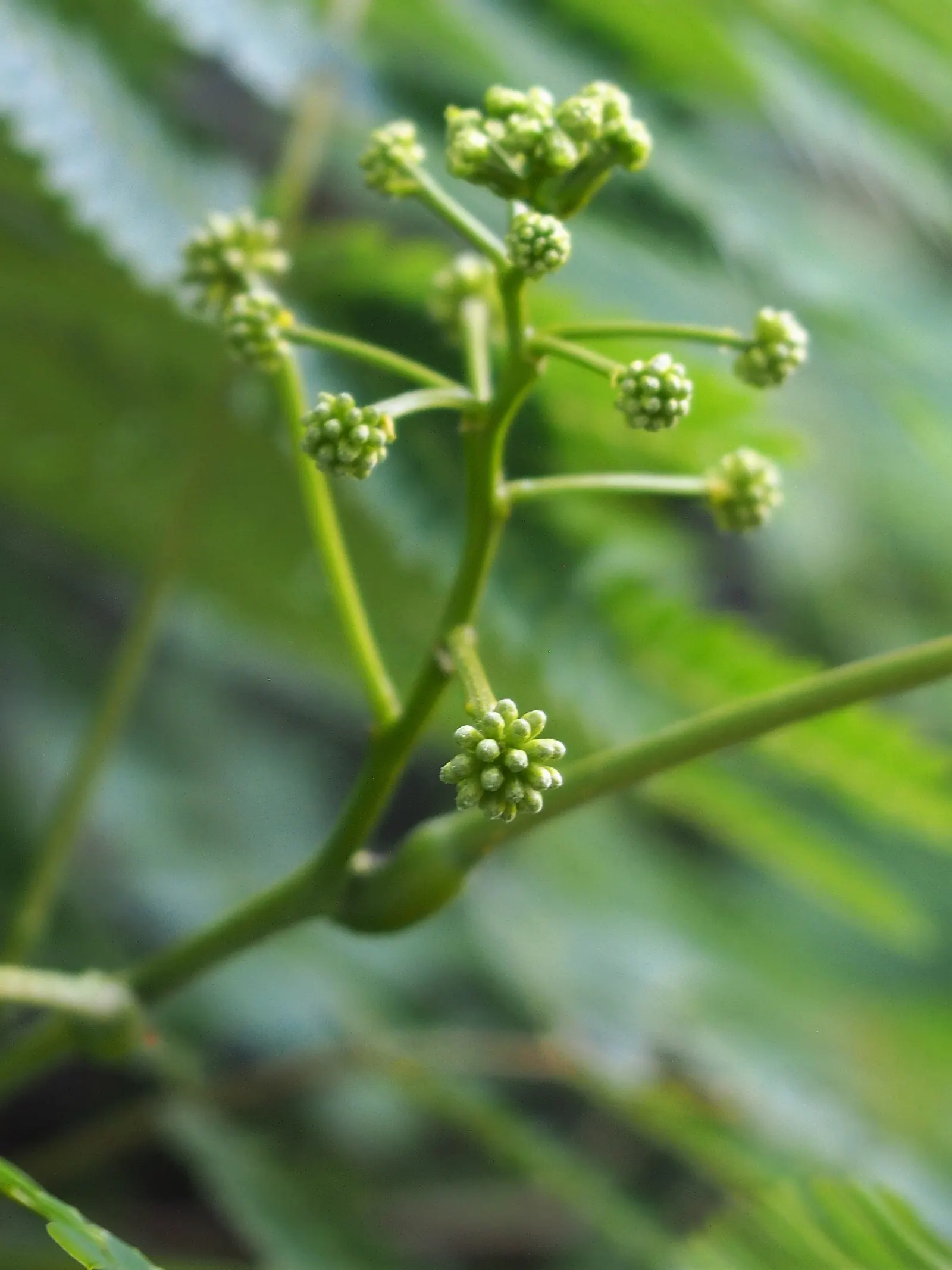 Silk Tree (Albizia Julibrissin) — This deciduous tree grows swiftly to a height of 20-35 feet with a spread of 15-25 feet; measuring 10 to 20 inches long