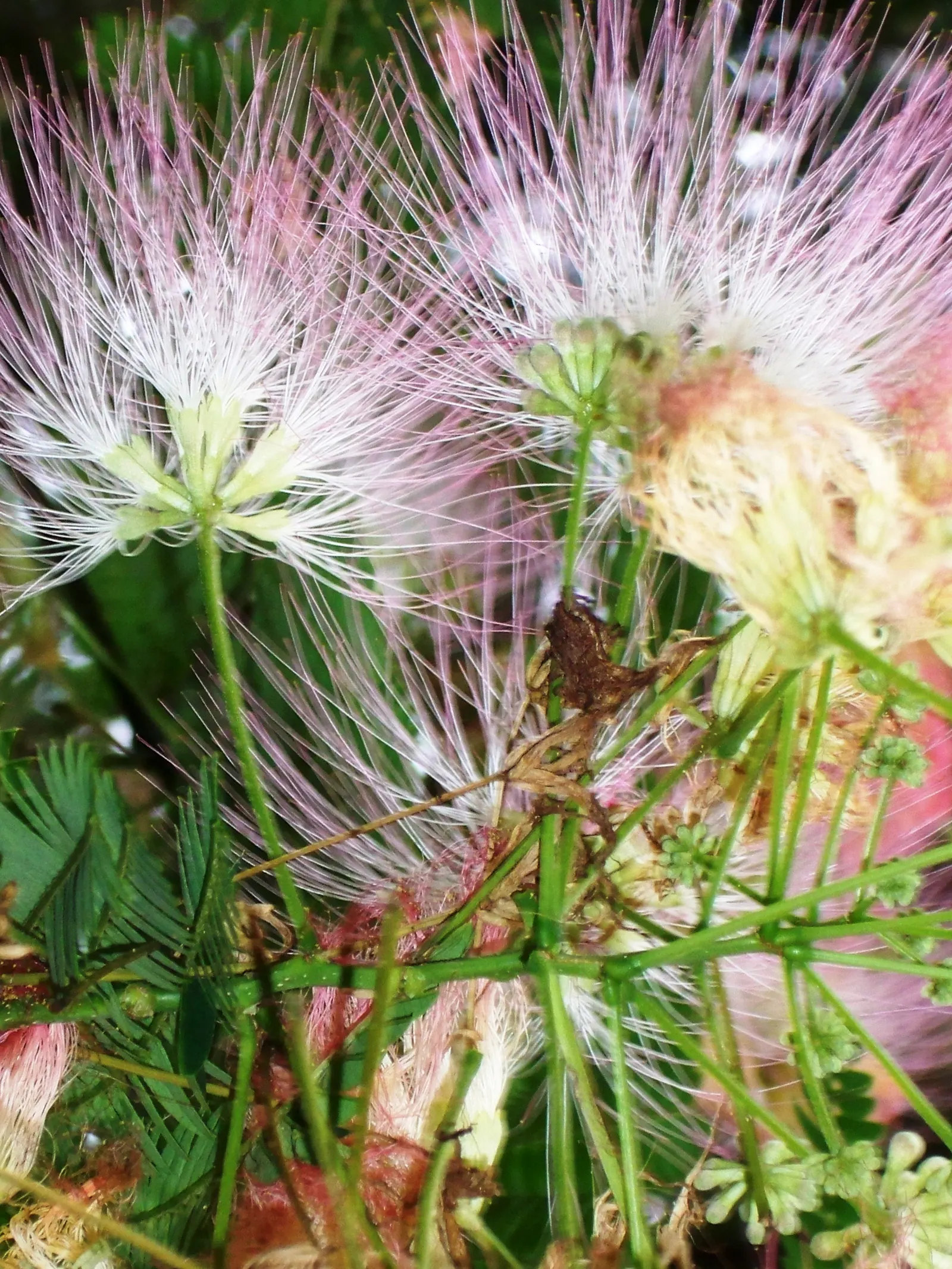 Silk Tree (Albizia Julibrissin) — measuring 10 to 20 inches long; which can spread as wide as 20 to 35 feet when mature, image 99