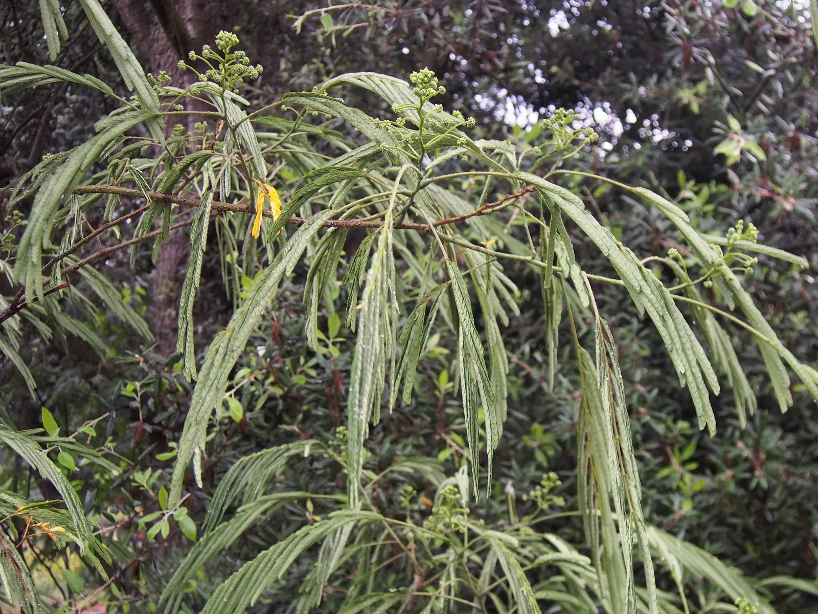 Silk Tree (Albizia Julibrissin) — zones 6-9, it thrives in full sun and well-drained soil; making it an attractive and low-maintenance option for gardeners