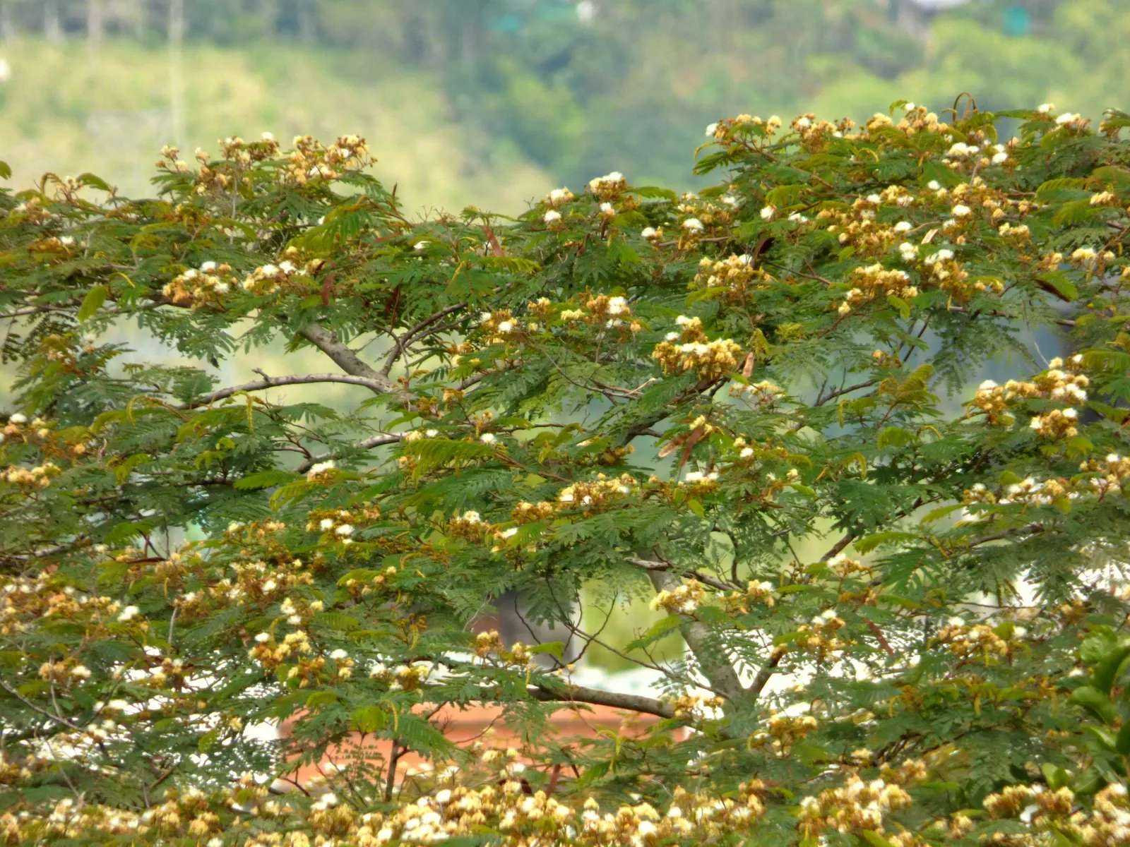 Silk Tree (Albizia Julibrissin) — The Silk Tree is relatively drought-tolerant once established and has a rapid growth rate; feathery foliage and, image 83