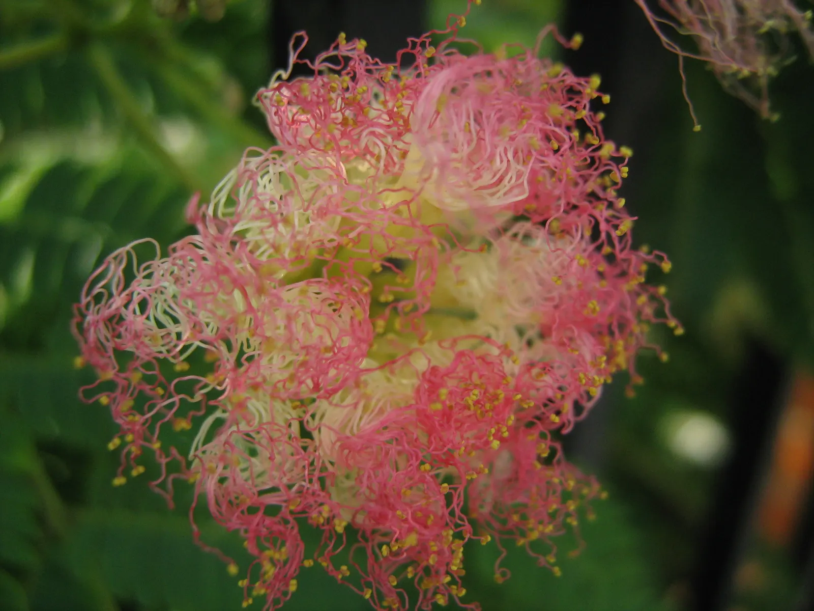 Silk Tree (Albizia Julibrissin) — Its quick growth and unique texture add a tropical flair to temperate landscapes; zones 6-9, it thrives in full, image 180