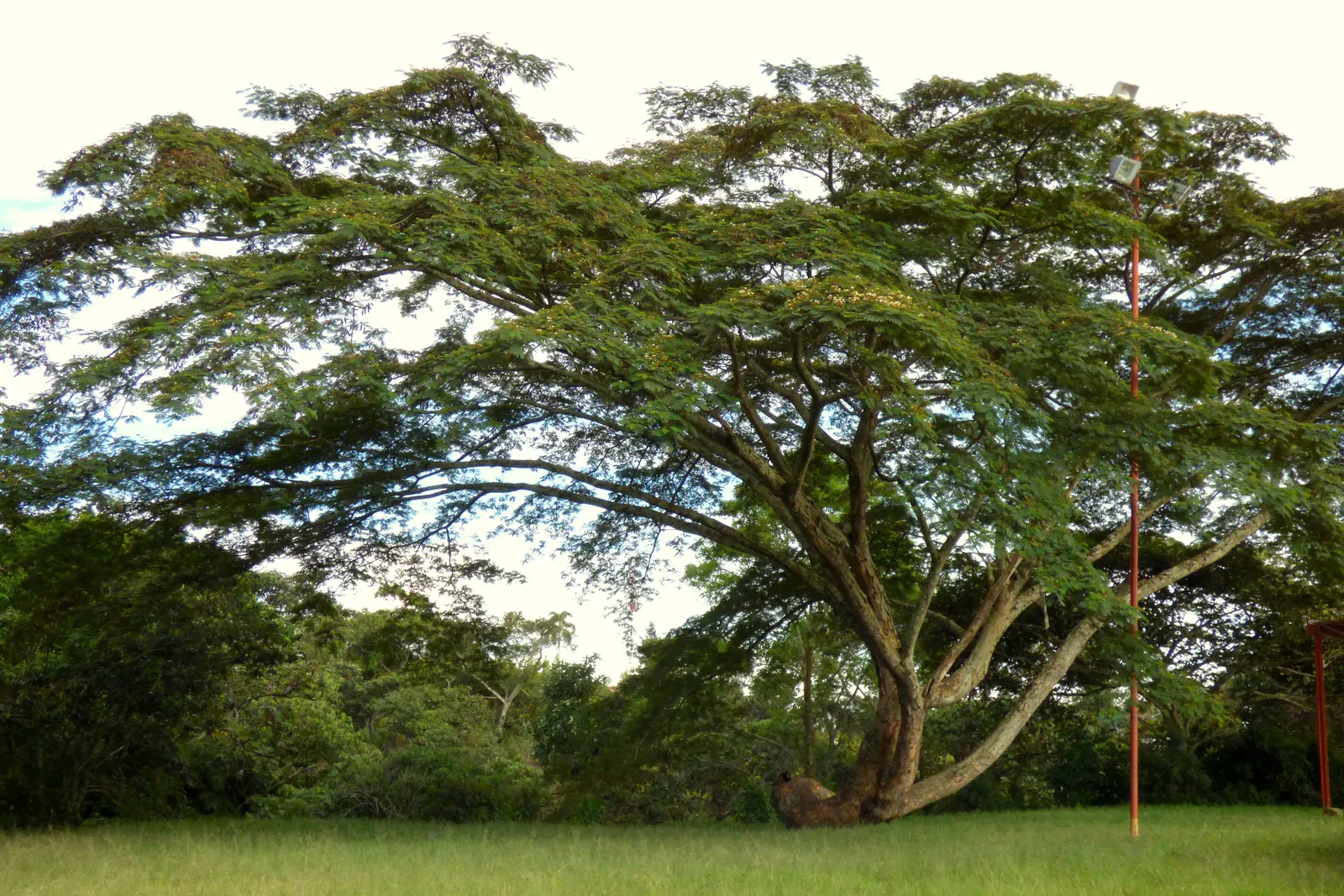 Silk Tree (Albizia Julibrissin) — Throughout the summer months, visitors will be enchanted by its fluffy, sweet-scented inflorescences; this, image 80