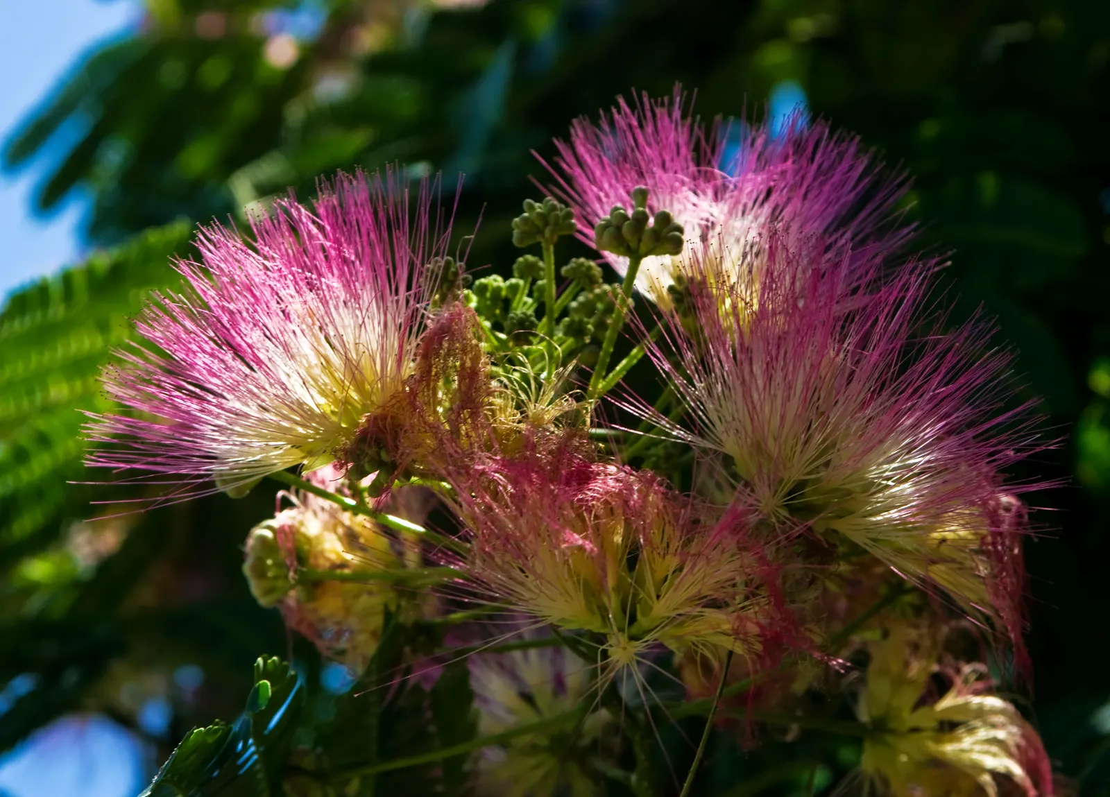 Silk Tree (Albizia Julibrissin) — which can spread as wide as 20 to 35 feet when mature