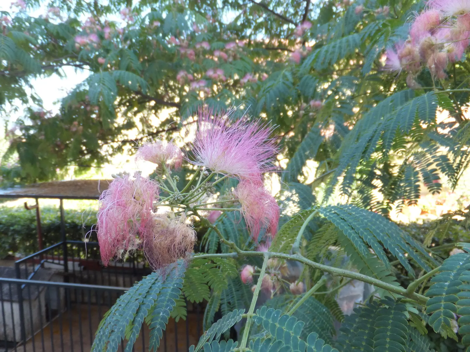 Silk Tree (Albizia Julibrissin) — is a captivating ornamental species known for its lush; each composed of hundreds of tiny leaflets