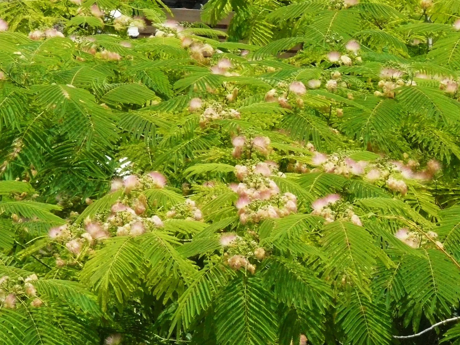 Silk Tree (Albizia Julibrissin) — each composed of hundreds of tiny leaflets