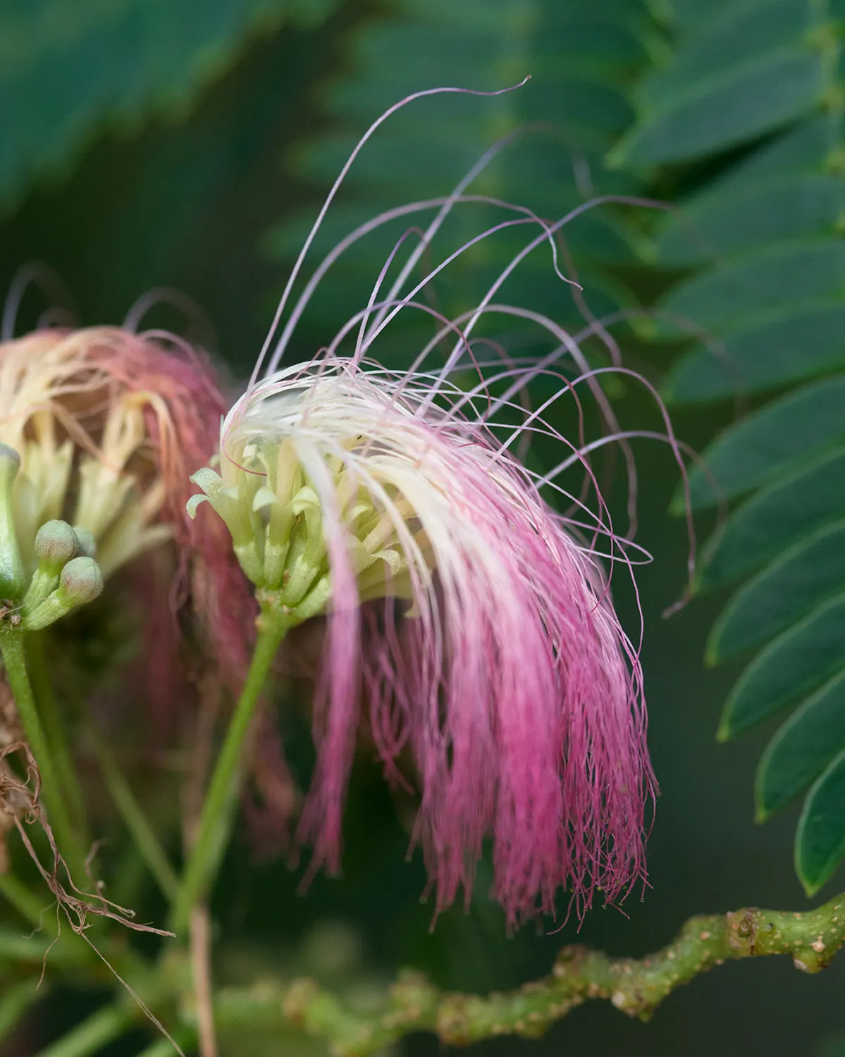 Silk Tree (Albizia Julibrissin) — zones 6-9, it thrives in full sun and well-drained soil; making it an attractive and low-maintenance option for, image 179
