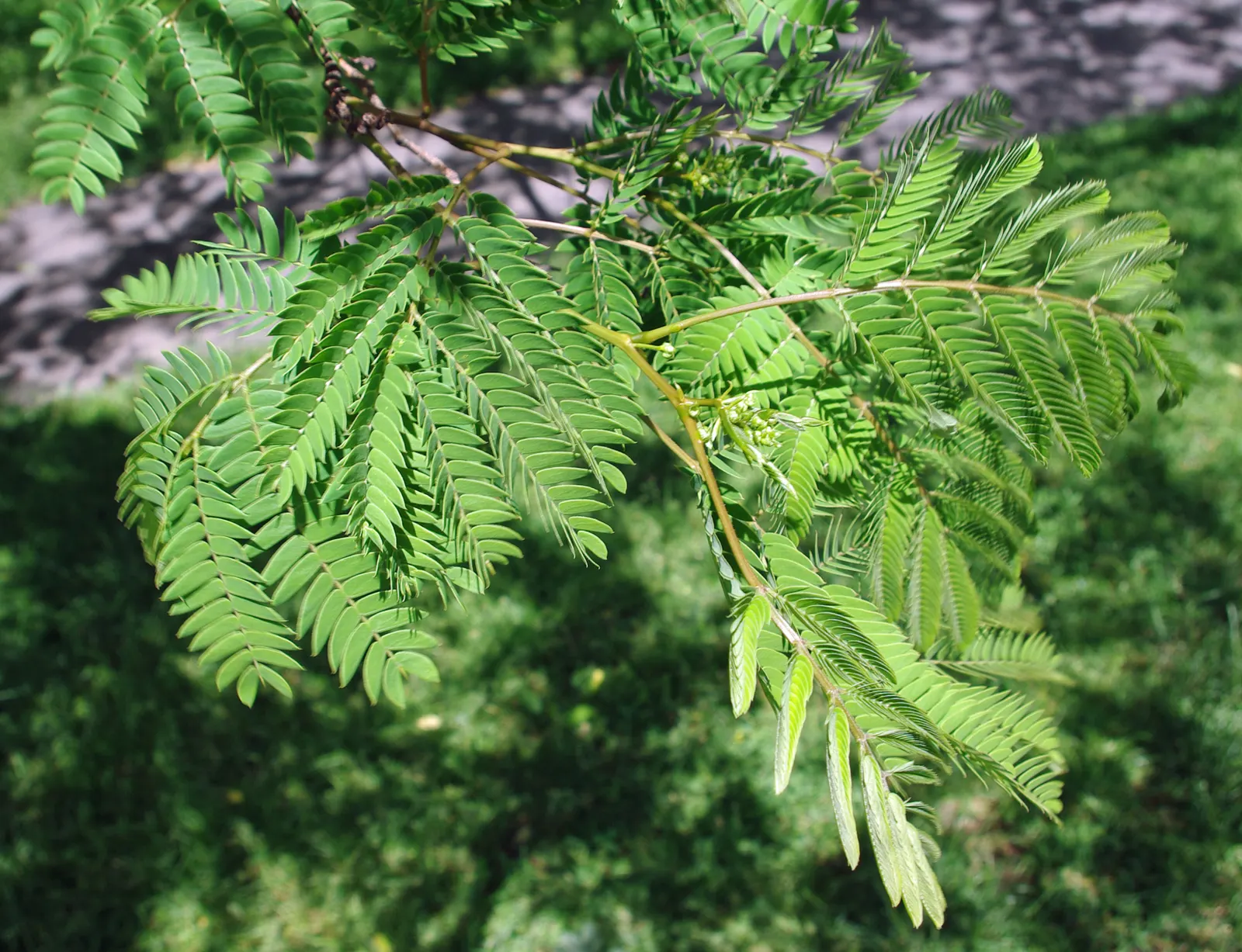 Silk Tree (Albizia Julibrissin) — It demands well-drained soil conditions but can adapt modestly to various soil types; tree with pink blooms, image 82
