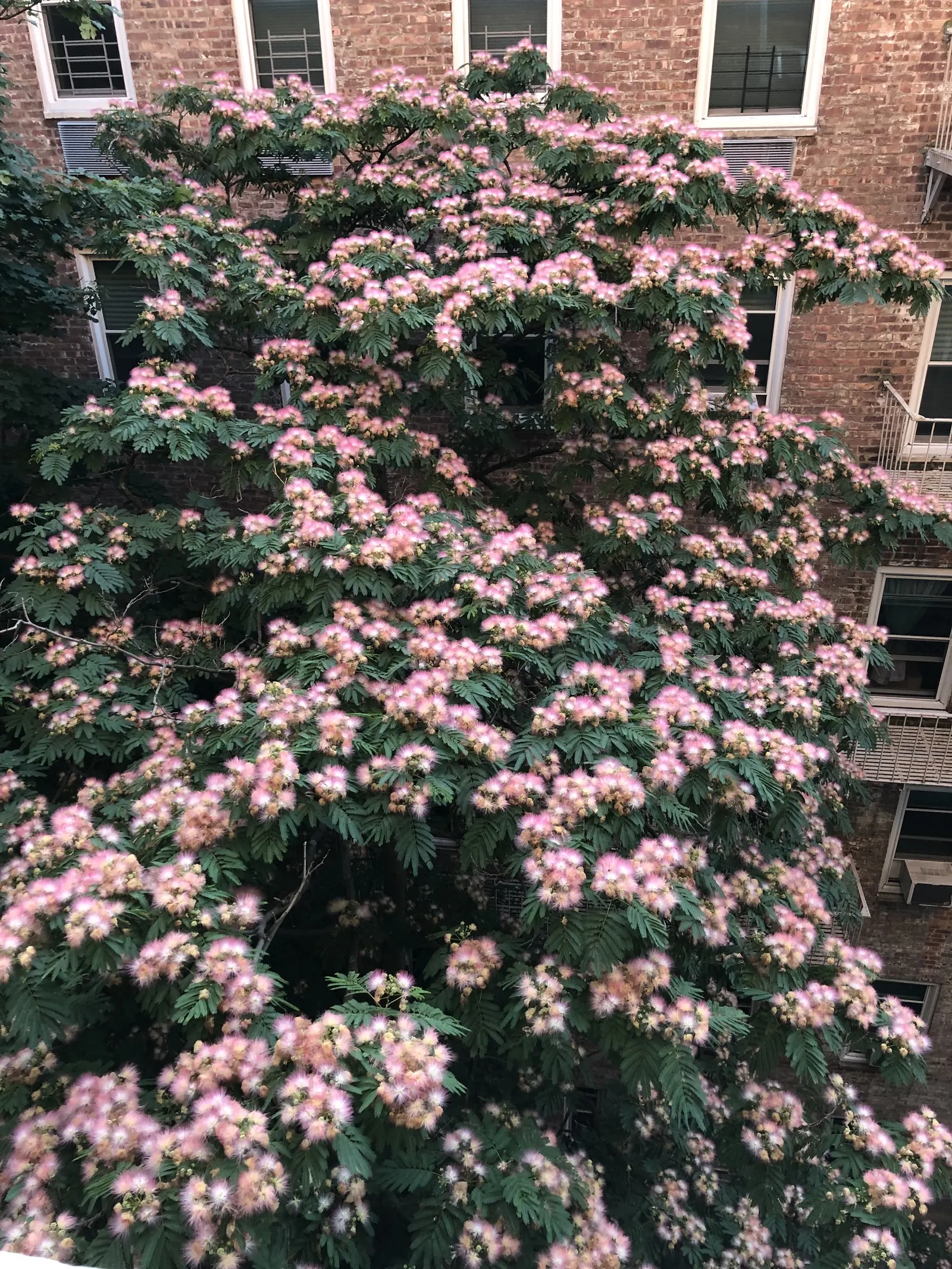 Silk Tree (Albizia Julibrissin) — which can spread as wide as 20 to 35 feet when mature; the tree typically reaches a moderate height of 15 to 25, image 96