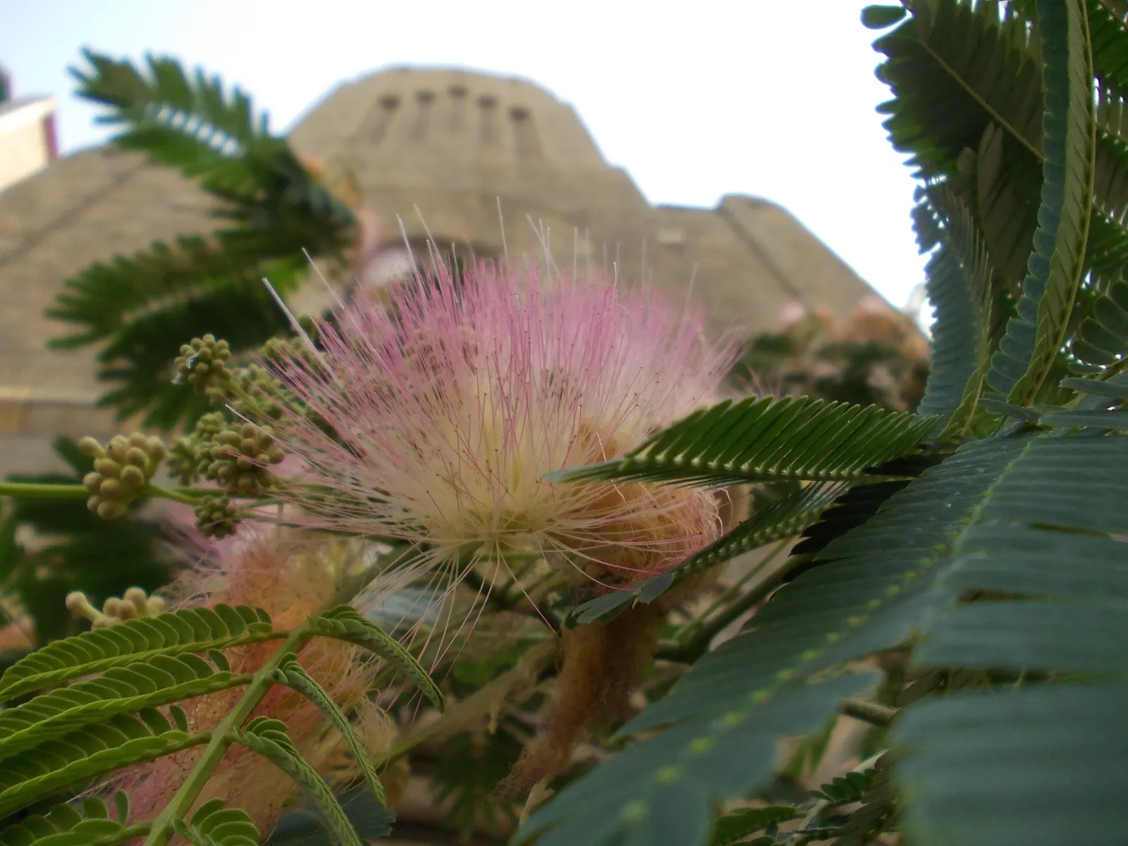 Silk Tree (Albizia Julibrissin) — tree with pink blooms; gracefully close during the nighttime or when it rains, image 87