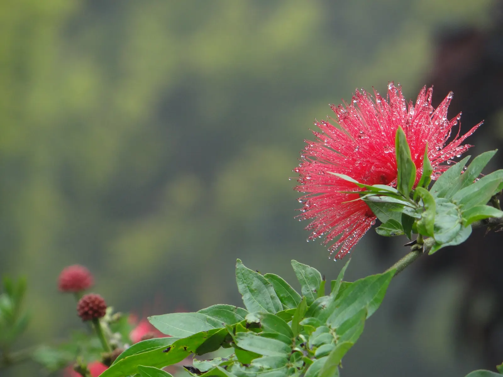 Silk Tree (Albizia Julibrissin) — its exuberant blooms and serene canopy make it an alluring focal point in a diversity of landscape designs; pink, image 107