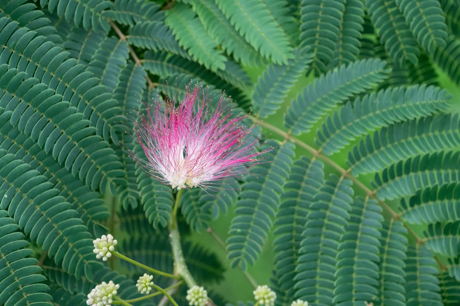 Silk Tree (Albizia Julibrissin) — The Silk Tree is relatively drought-tolerant once established and has a rapid growth rate