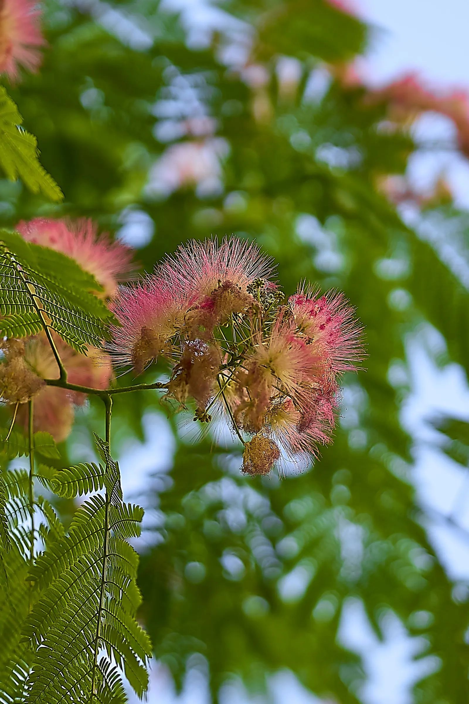 Silk Tree (Albizia Julibrissin) — gracefully close during the nighttime or when it rains; each pinnate flower cluster spans roughly 5 to 6 inches, image 100