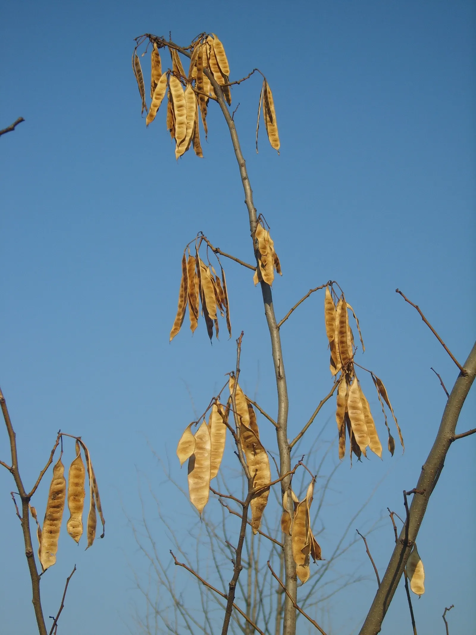 Silk Tree (Albizia Julibrissin) — this deciduous tree often graces landscapes with its broad; this deciduous tree grows swiftly to a height of, image 95