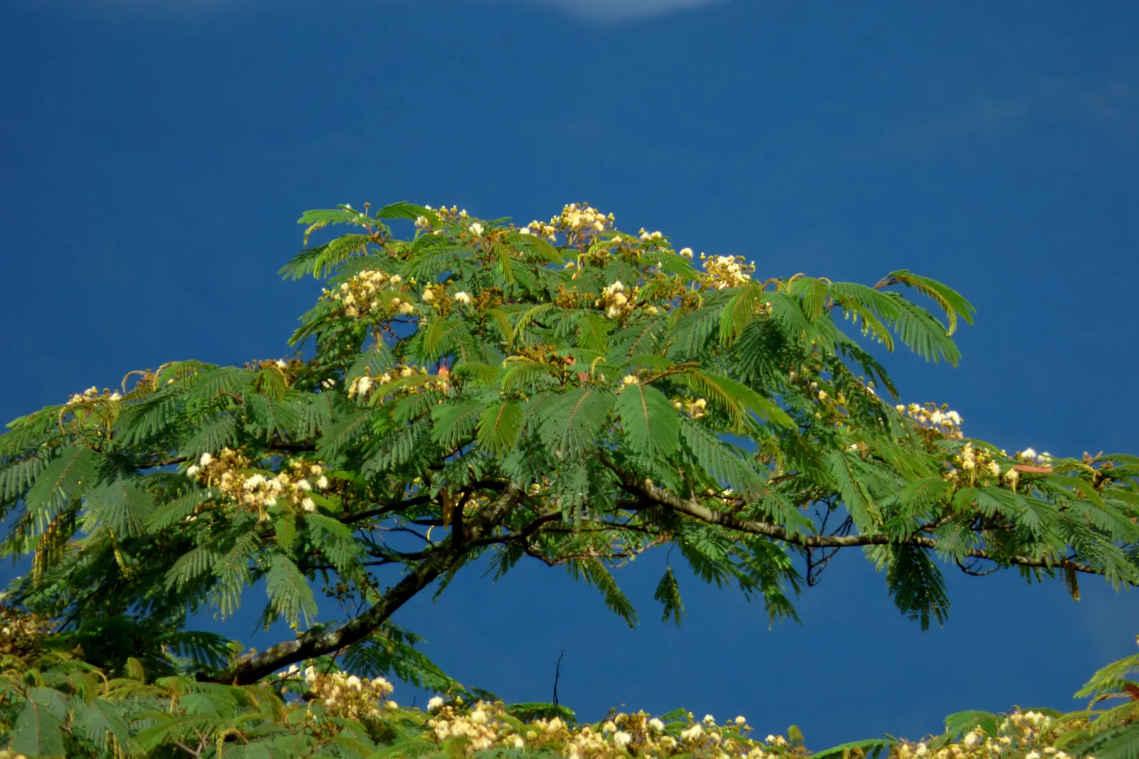 Silk Tree (Albizia Julibrissin) — feathery foliage and strikingly fluffy pink blossoms; the Silk Tree is relatively drought-tolerant once, image 160