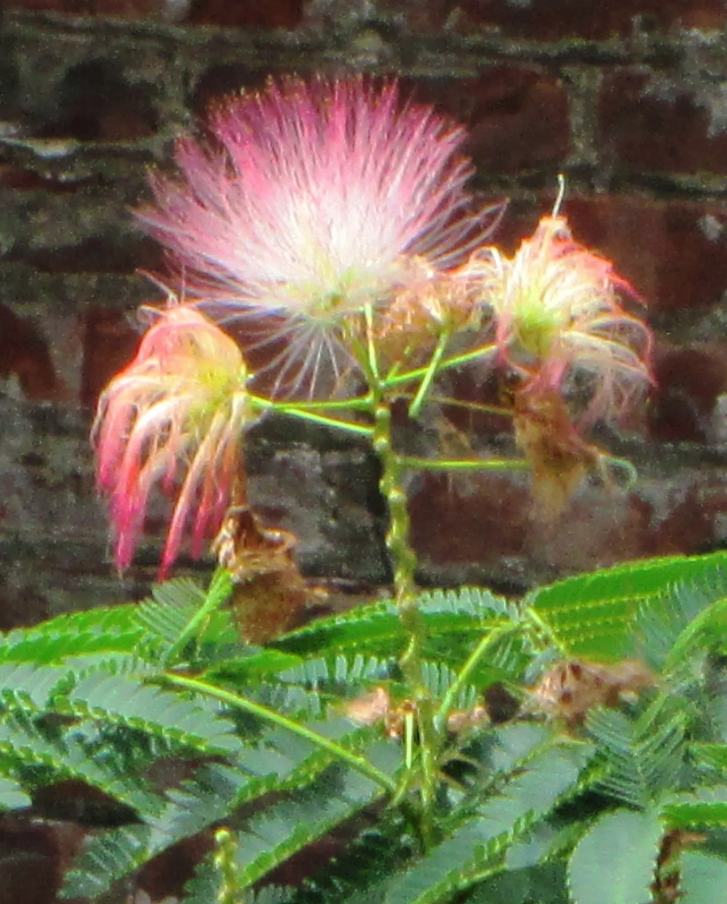 Silk Tree (Albizia Julibrissin) — this deciduous tree often graces landscapes with its broad; this deciduous tree grows swiftly to a height of, image 161