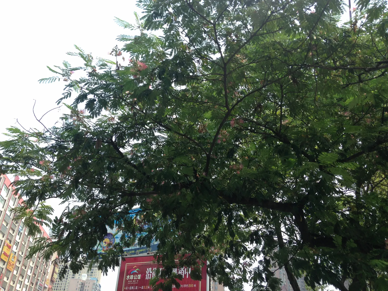 Silk Tree (Albizia Julibrissin) — is a captivating ornamental species known for its lush