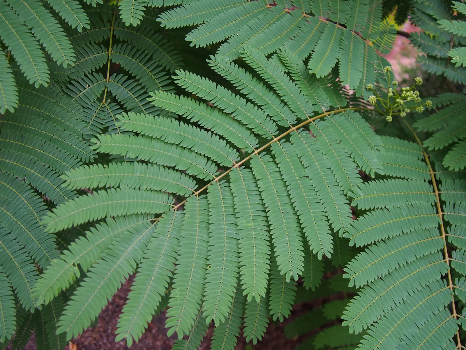 Silk Tree (Albizia Julibrissin) — pink flowers in the garden