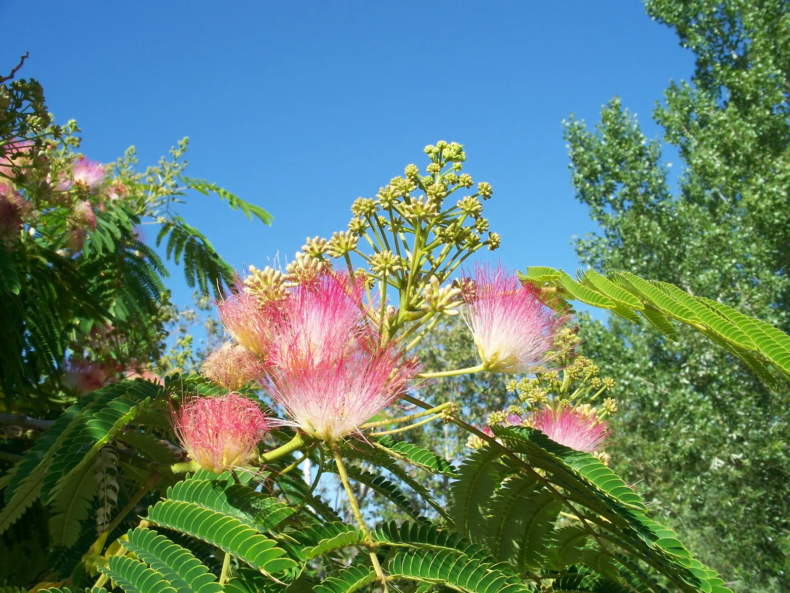 Silk Tree (Albizia Julibrissin) — Each pinnate flower cluster spans roughly 5 to 6 inches across; throughout the summer months, visitors will be, image 81