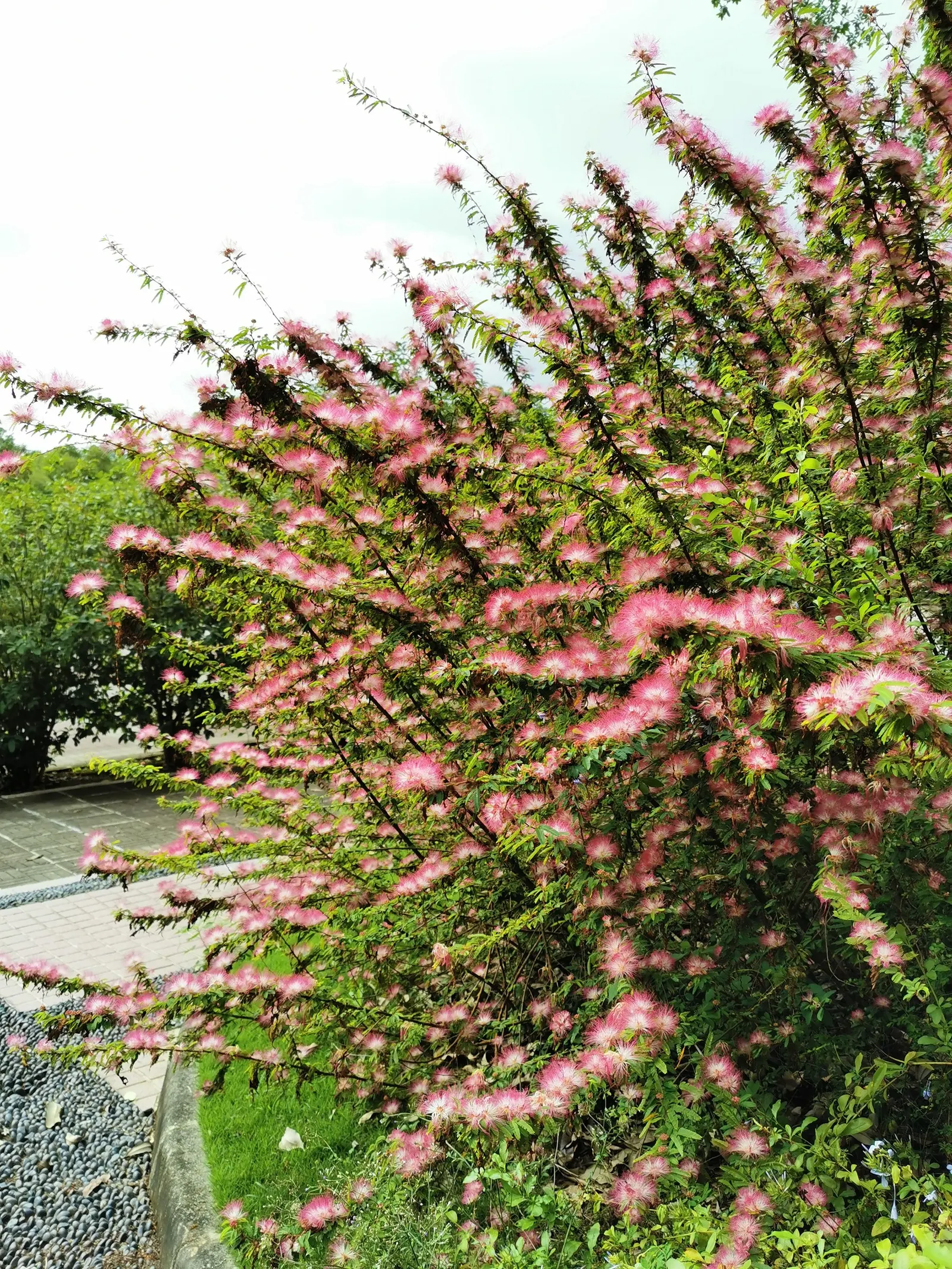 Silk Tree (Albizia Julibrissin) — It demands well-drained soil conditions but can adapt modestly to various soil types