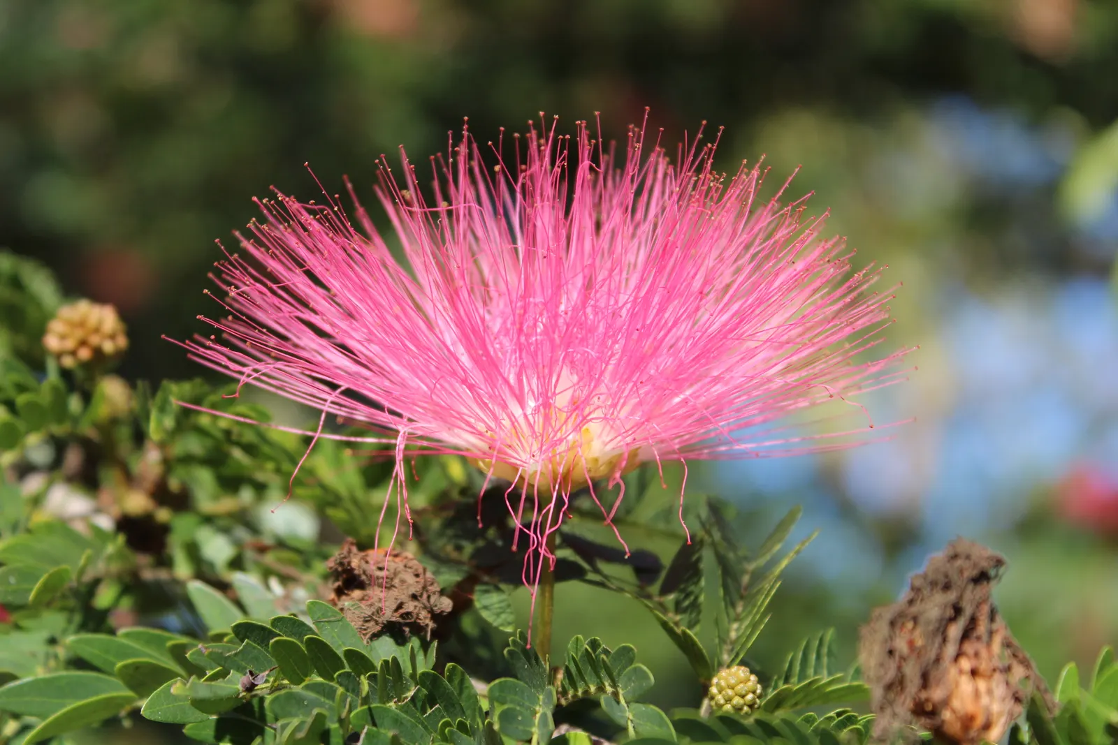 Silk Tree (Albizia Julibrissin) — its exuberant blooms and serene canopy make it an alluring focal point in a diversity of landscape designs; pink, image 173